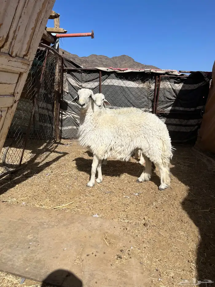 طليان حريه جبره وسمان مقفله على الشرط 2