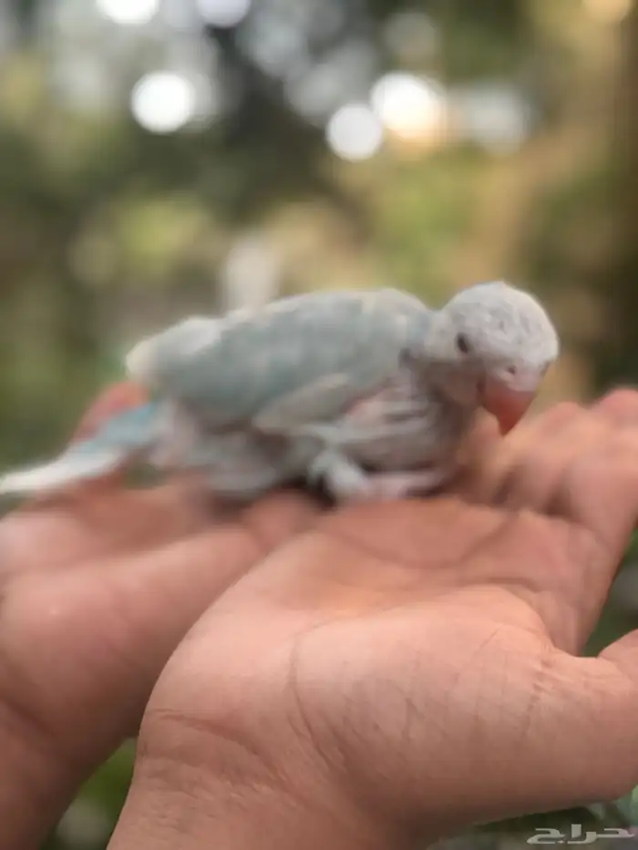 فروخ درة اللوان جميلة جدا 11