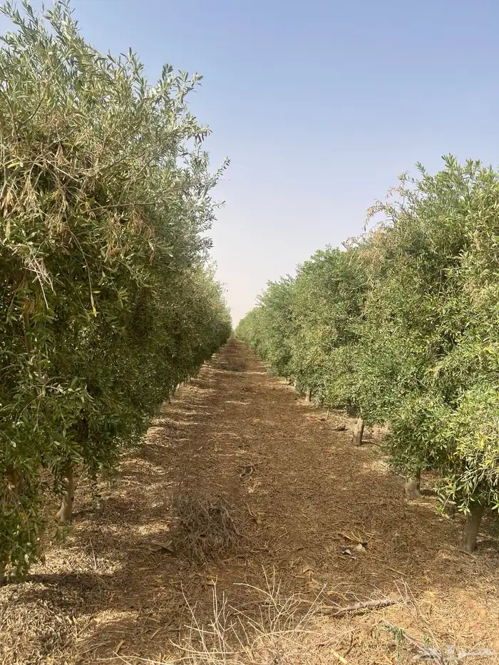 اسجار زيتون مثمرة 9