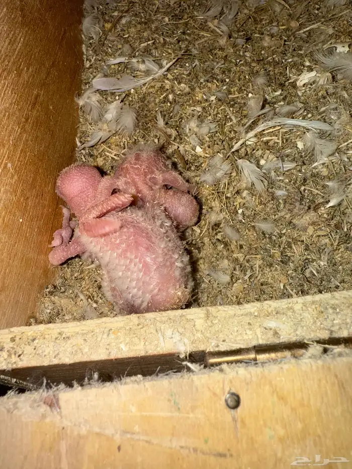 فروخ روز غار 1