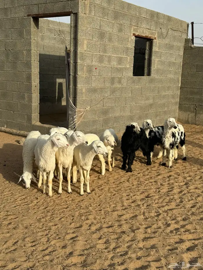 خرفان ورخال 0