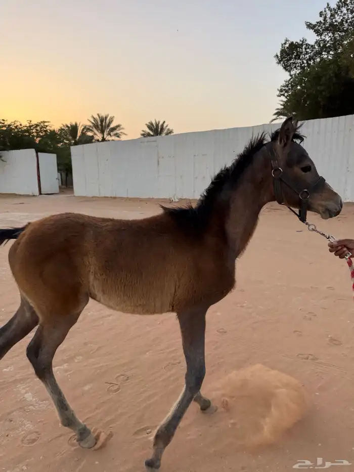 سمحه مهره شعبيه للبيع(( تم البيع )) 14