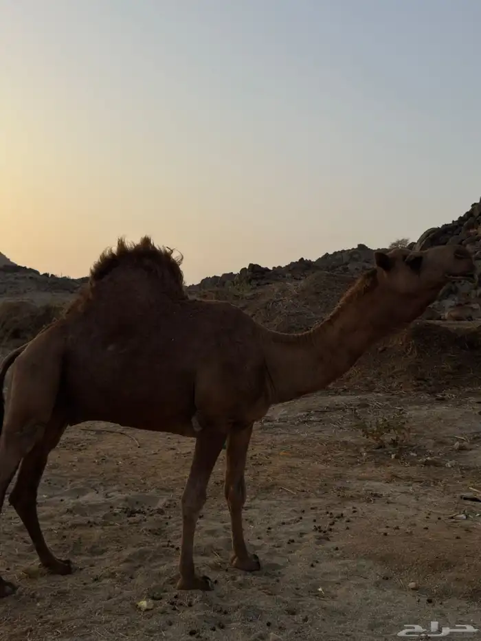 فحل ممتاز نشيط 0
