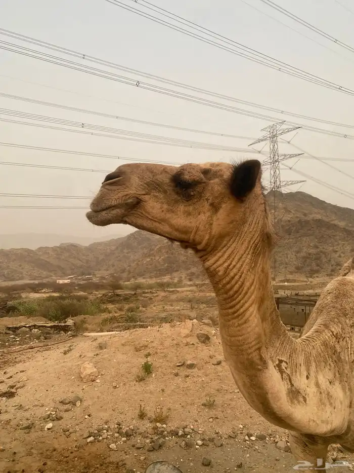 ناقه خلفه 0
