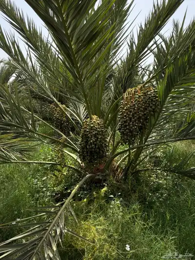 صيف مزرعه للبيع في العشيره 0