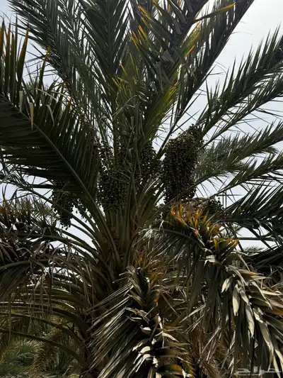 صيف مزرعه للبيع في العشيره 16