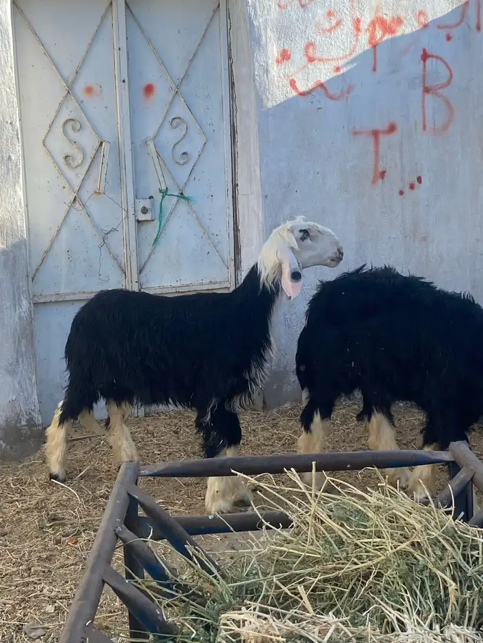 طليان نجد 1