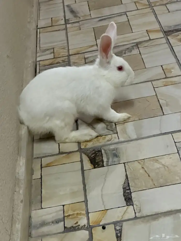 أرنب للبيع بالخفجي 0