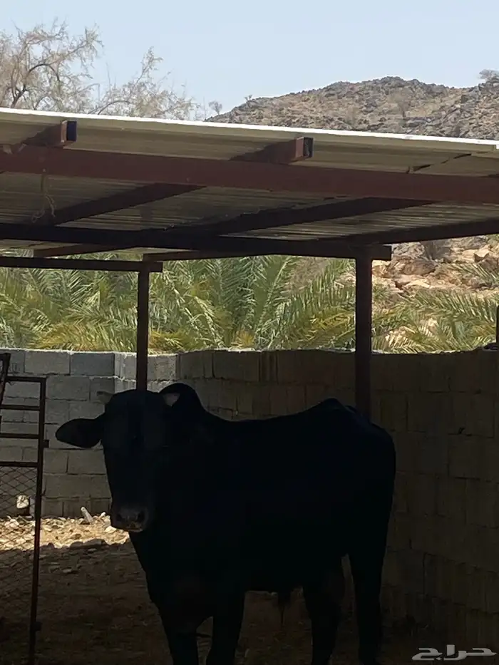 ثور فحل على جميع الشروط 0