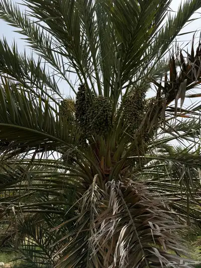 صيف مزرعه للبيع في العشيره 22