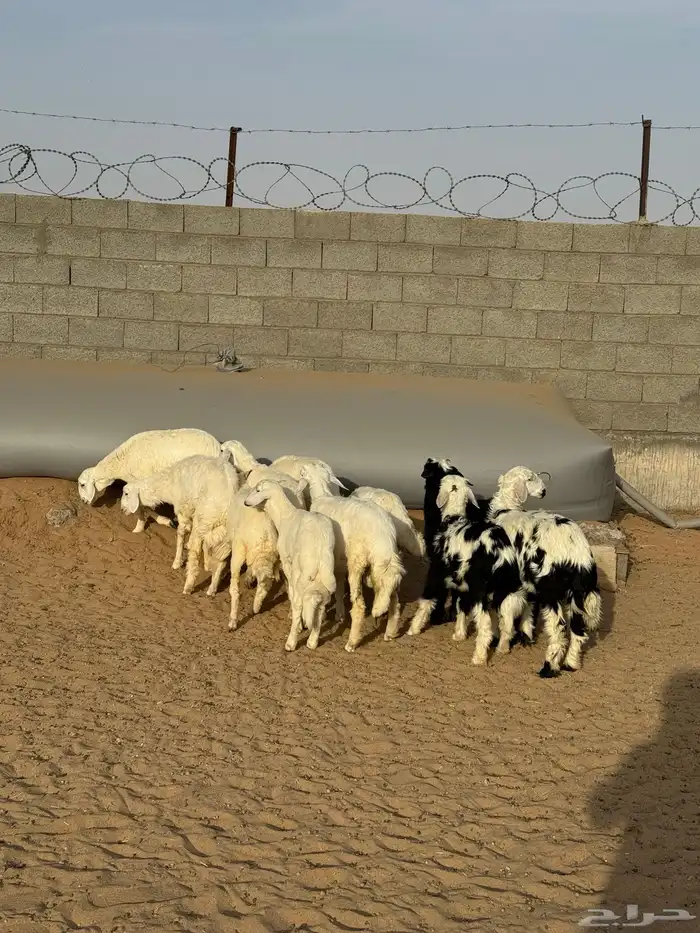 خرفان ورخال 5