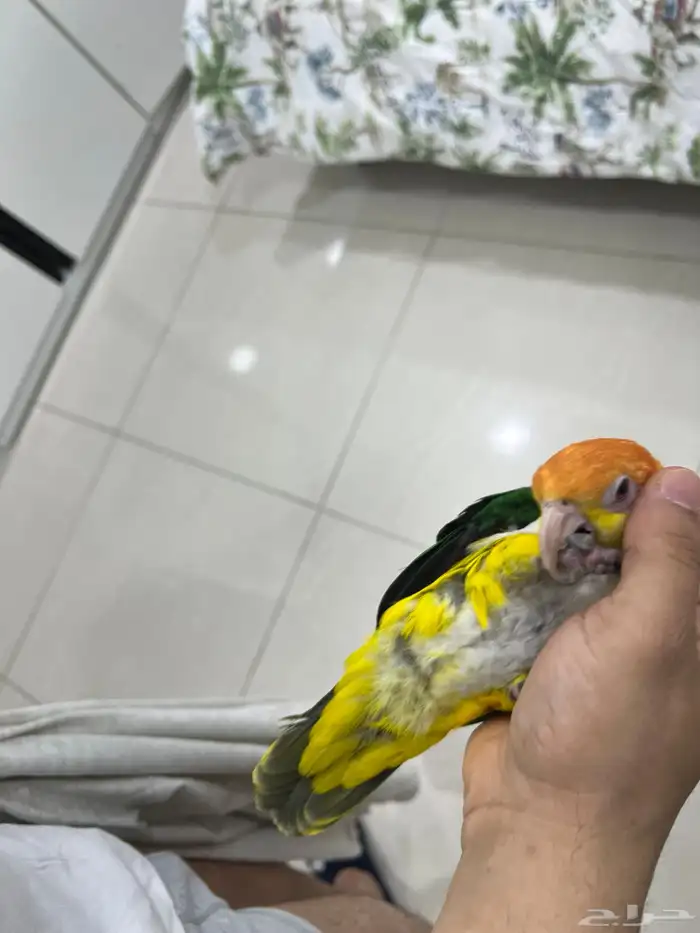 للبيع كايك وايت بيللي مستوى فاخر واليف 10