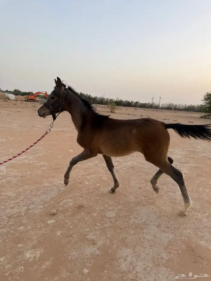 سمحه مهره شعبيه للبيع(( تم البيع )) 2