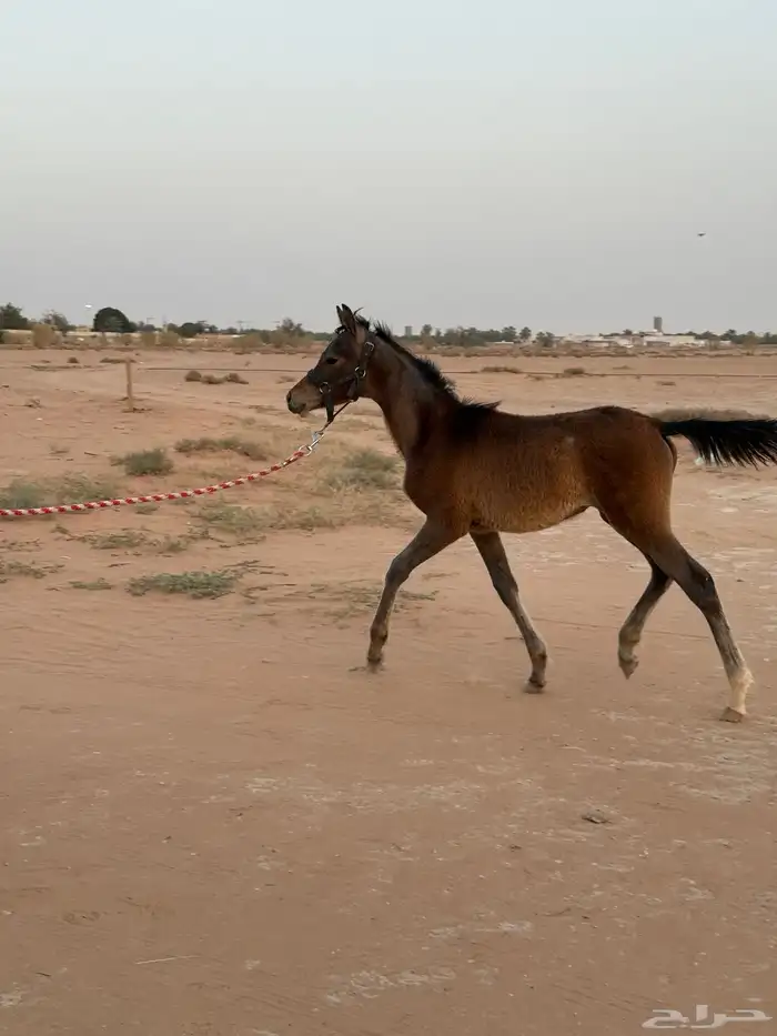 سمحه مهره شعبيه للبيع(( تم البيع )) 4