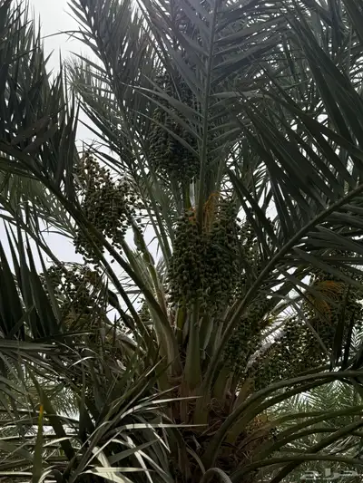صيف مزرعه للبيع في العشيره 11