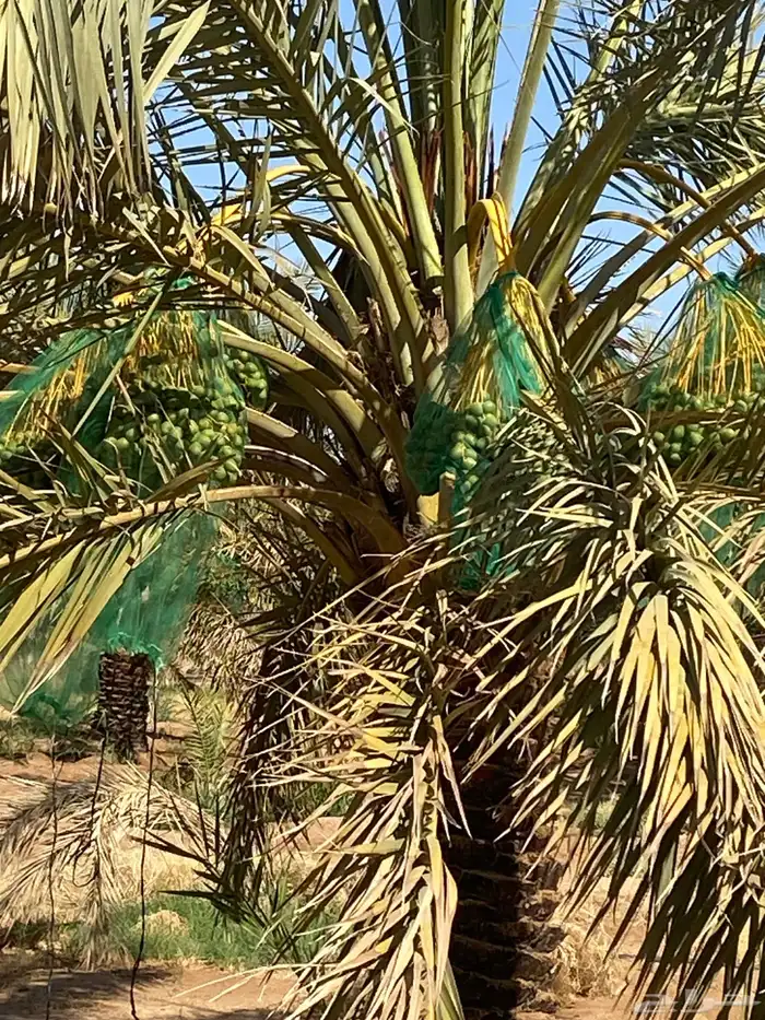 النخيل للبيع 4