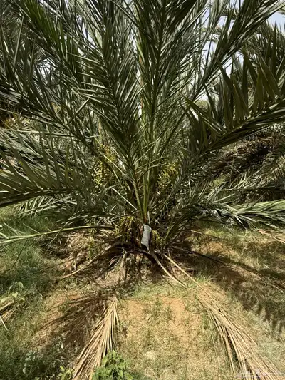 صيف مزرعه للبيع في العشيره 9