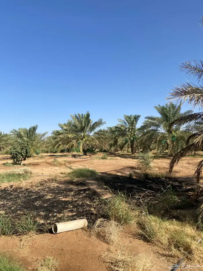 النخيل للبيع 8
