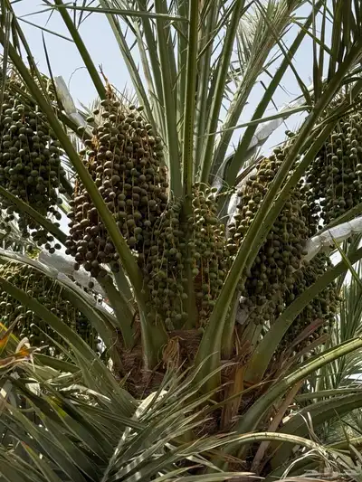 صيف مزرعه للبيع في العشيره 18