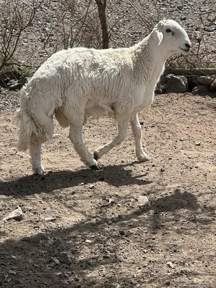 فحل مشروع 3