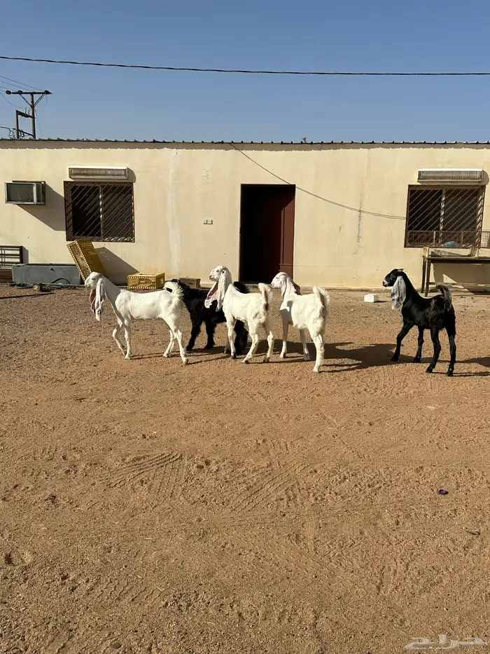 جفار هولنديات وعارضيه 1