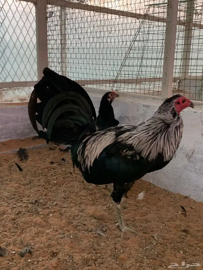 طقم دجاج تكساس المقاتل Gamefowl((تم البيع)) 1
