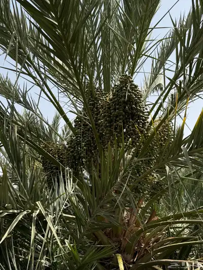 صيف مزرعه للبيع في العشيره 12