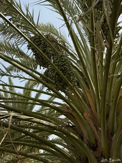 صيف مزرعه للبيع في العشيره 17