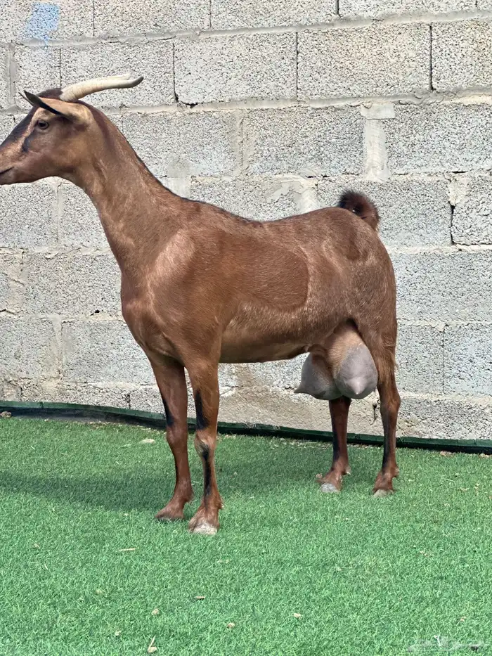 معزا حليب المزاحمية 1