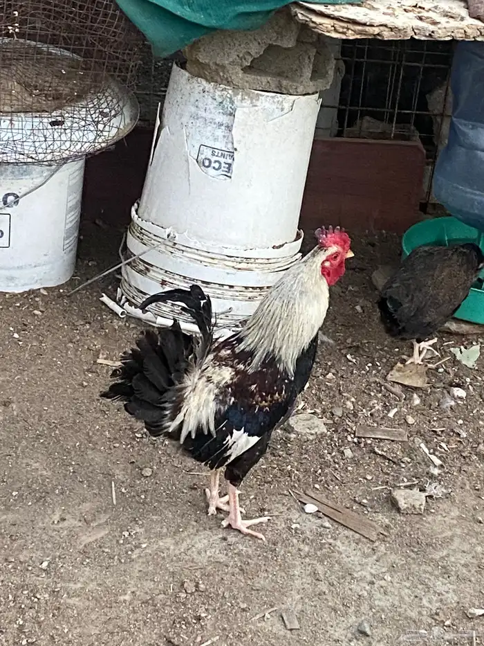 للبيع ديك ترثة دندراوى 1