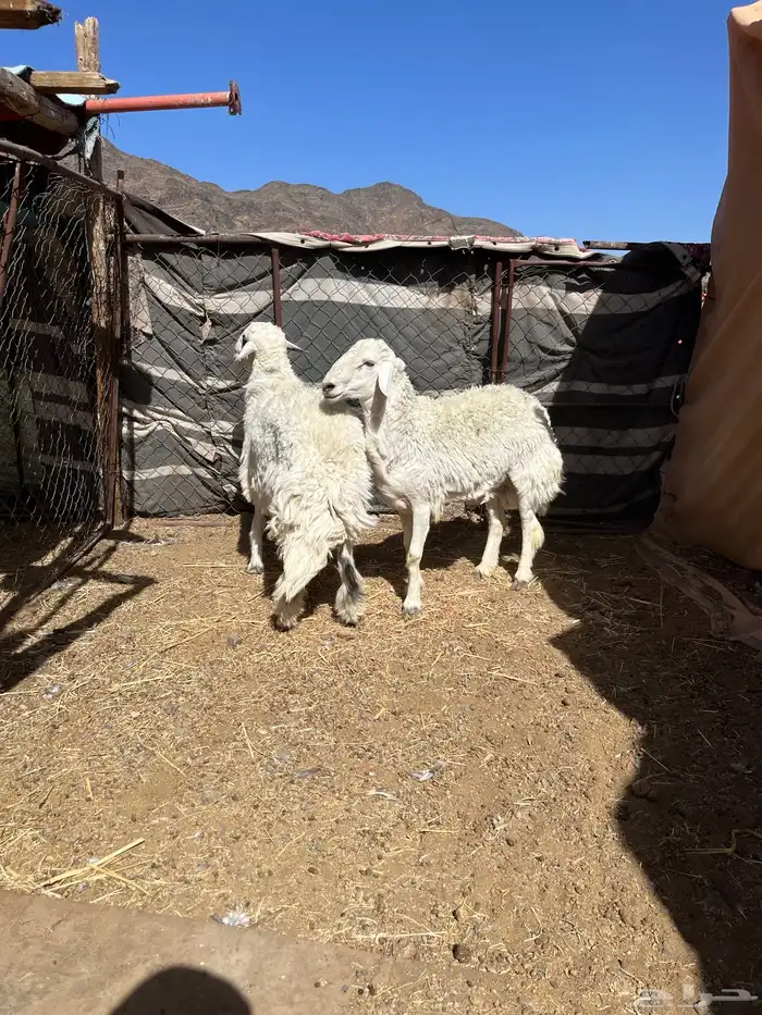طليان حريه جبره وسمان مقفله على الشرط 3