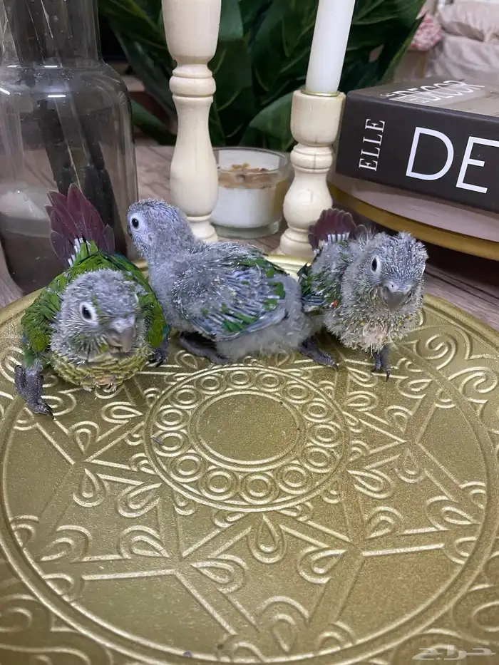 فروخ كنيور قرين شيك (( تم البيع )) 2