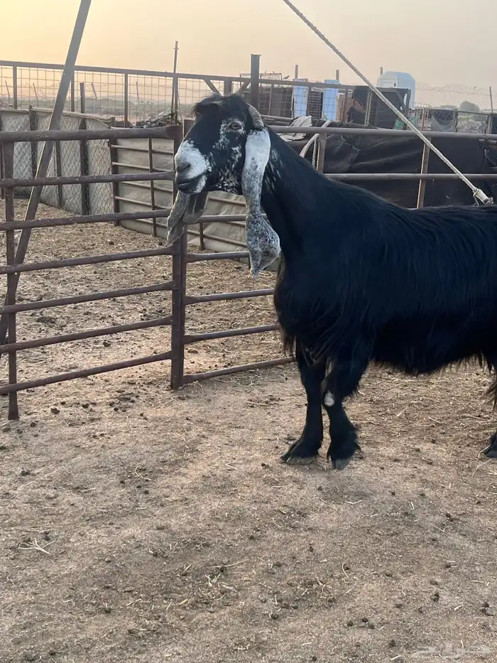 عنز تم البيع 2