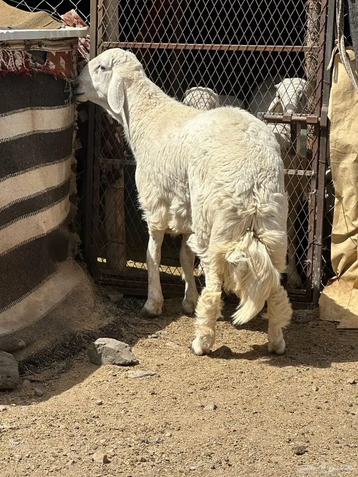 فحل مشروع 0