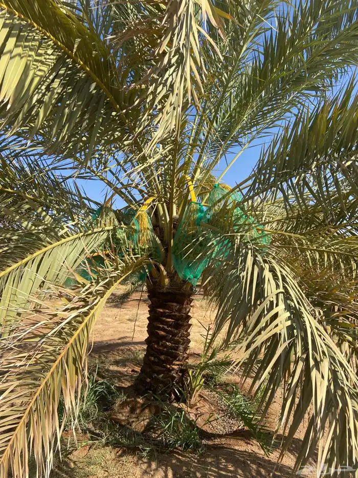 النخيل للبيع 3