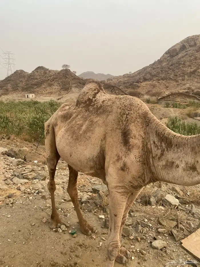 ناقه خلفه 2