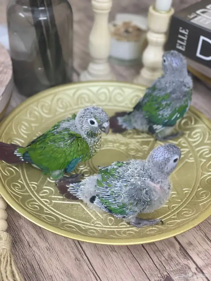 فروخ كنيور قرين شيك (( تم البيع )) 1