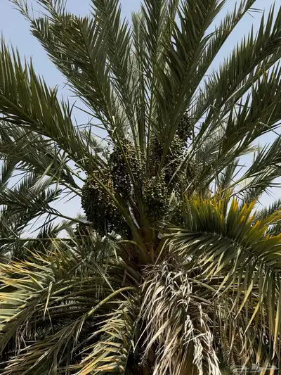 صيف مزرعه للبيع في العشيره 4