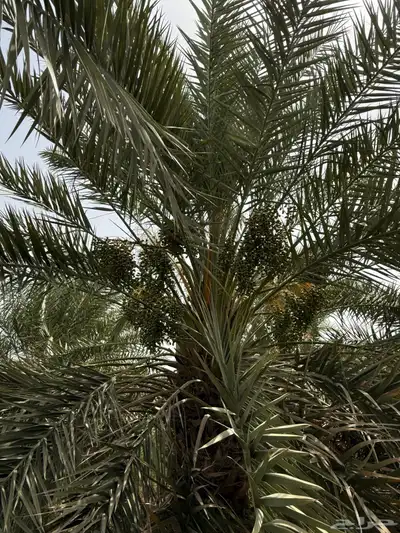 صيف مزرعه للبيع في العشيره 13