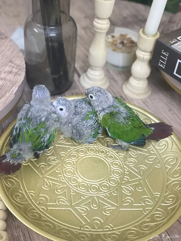 فروخ كنيور قرين شيك (( تم البيع )) 3