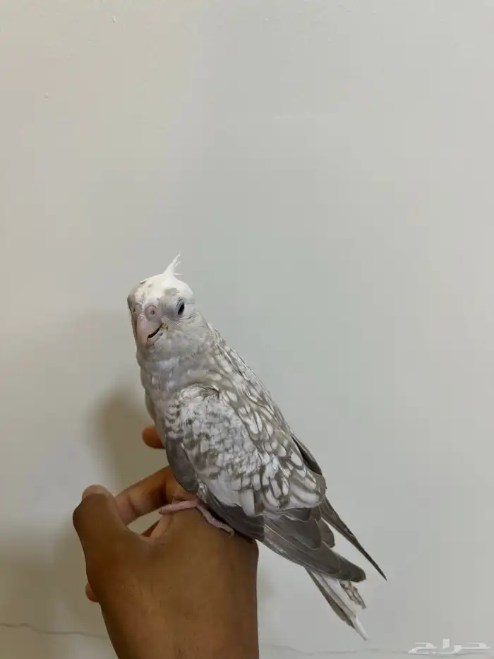 للبيع كروانات 11