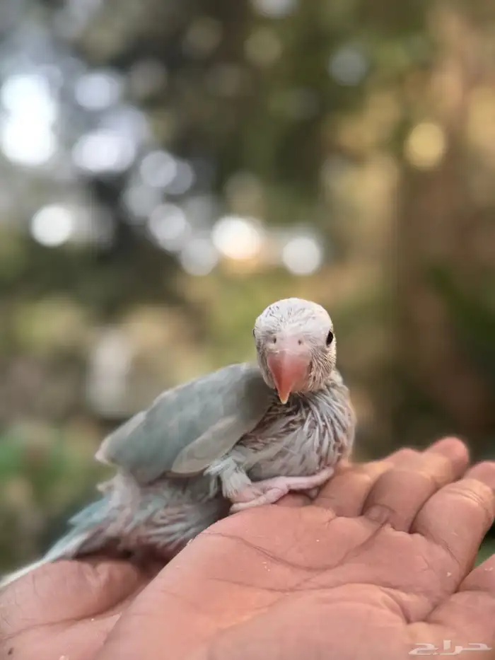 فروخ درة اللوان جميلة جدا 6