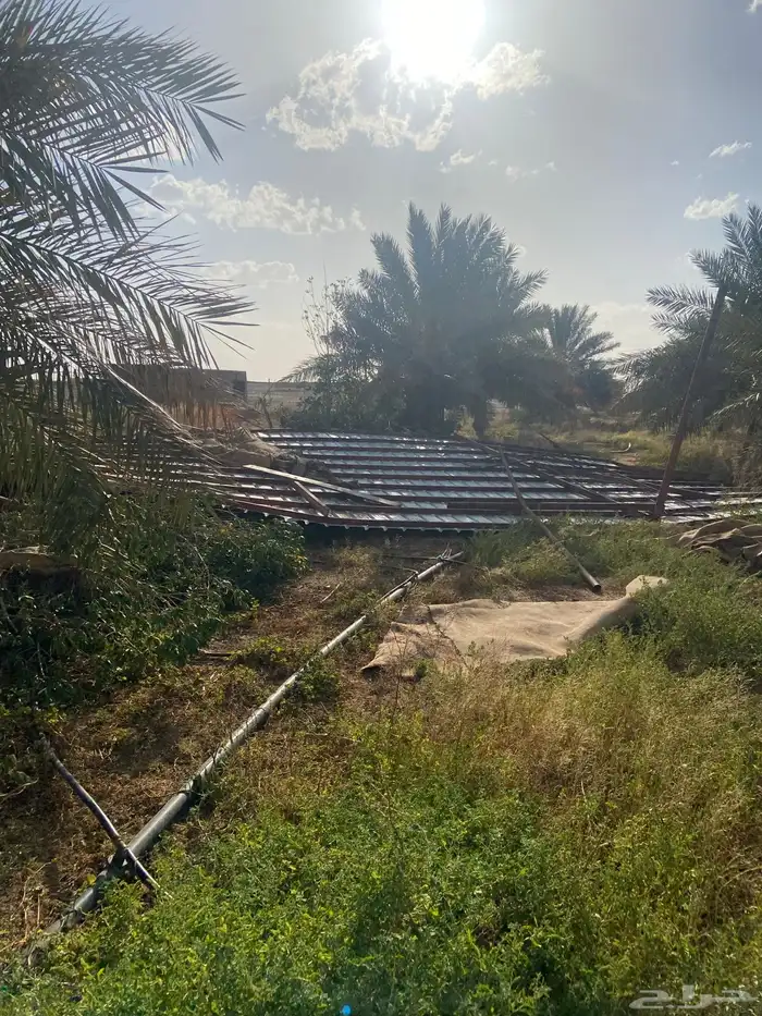 النخيل للبيع 0