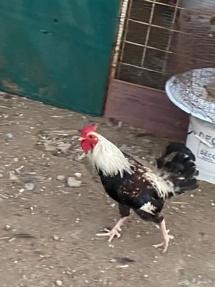 للبيع ديك ترثة دندراوى 0