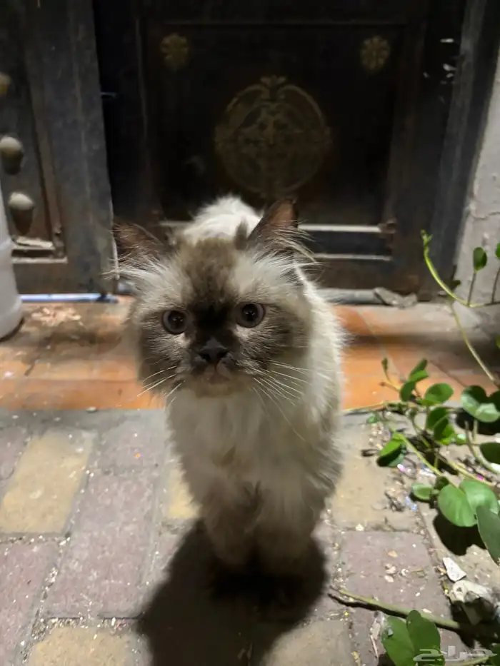 قطه أنثى تركوها أهلها بعد ما كبرت 0