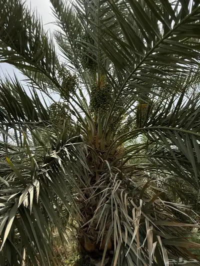 صيف مزرعه للبيع في العشيره 10