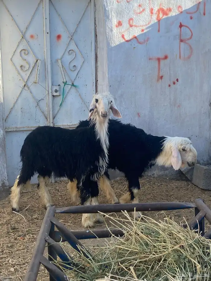 طليان نجد 0