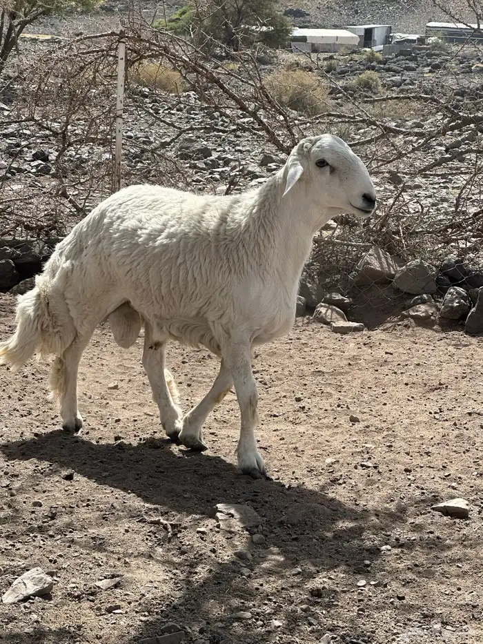 فحل مشروع 1
