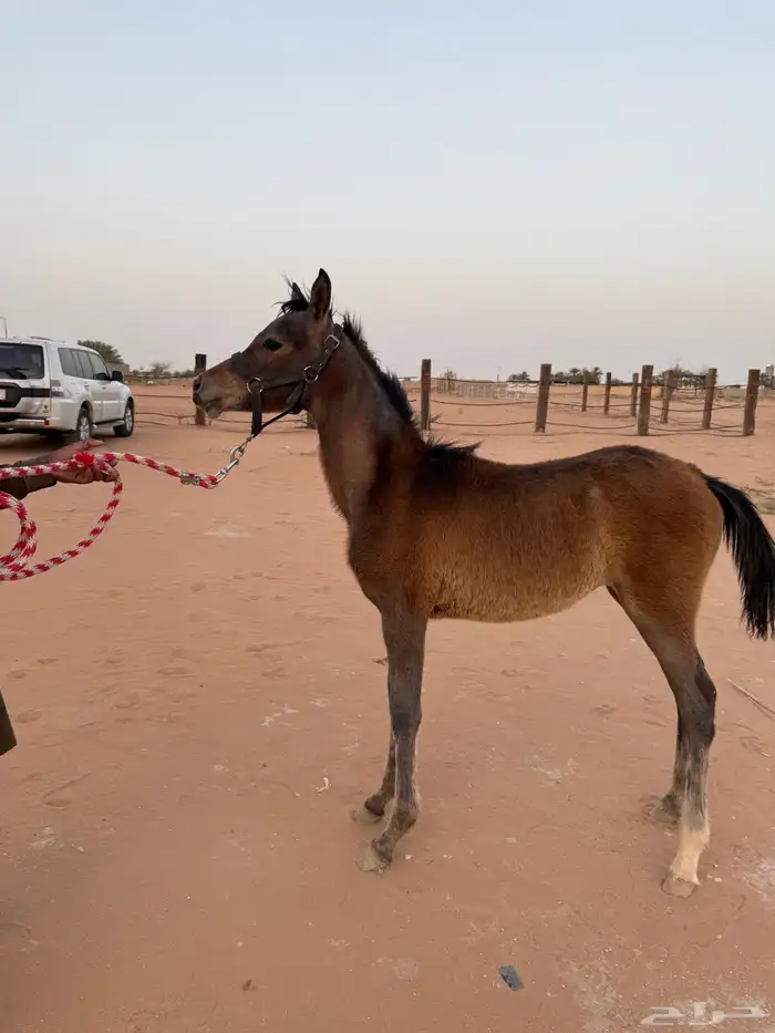 سمحه مهره شعبيه للبيع(( تم البيع )) 0