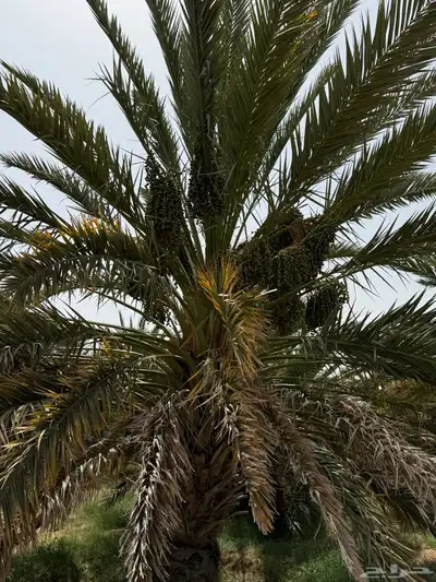 صيف مزرعه للبيع في العشيره 19